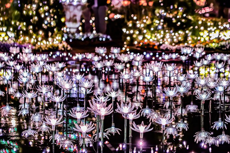 Kanto Recommended spots for friends trips Tochigi Ashikaga Flower Park Seasonal garden Flower garden of light One of the largest in Kanto One of Japan's three major illuminations No. 1 in Japan