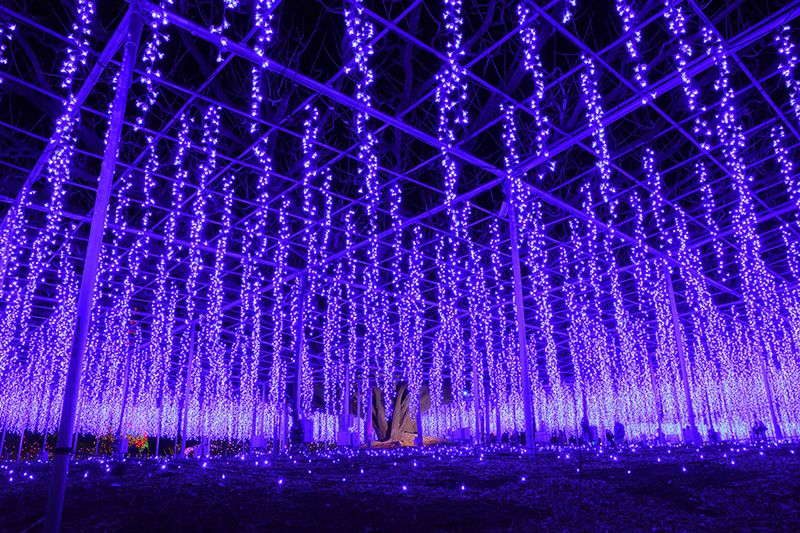 Ashikaga Flower Park Illumination Flower Garden of Light Flower Fantasy 2023-2024 Highlights Miraculous giant wisteria Japan's three major illuminations Illumination Award 1st place