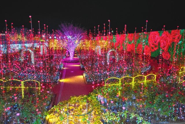 아시카가 플라워 파크 일루미네이션 빛의 꽃 정원 Flower Fantasy 2025-2026 볼거리