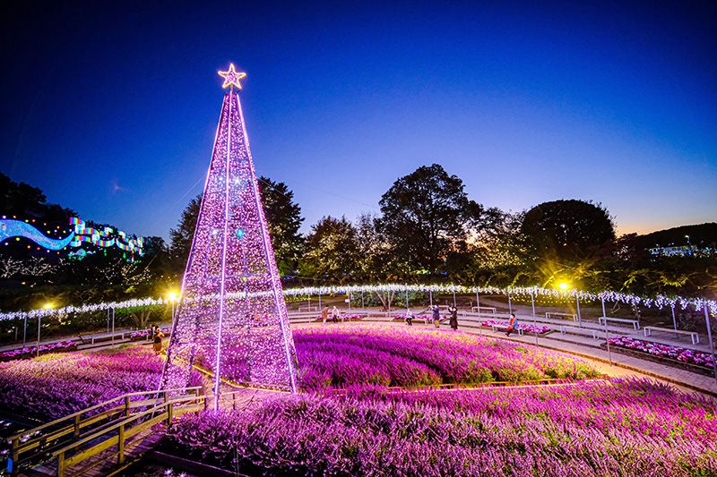 足利花卉樂園 燈飾花之幻想花園 2023-2024年亮點 主題 光與花的合作 光與紫水晶的融合 日本三大燈飾 燈飾大賞第 1 名