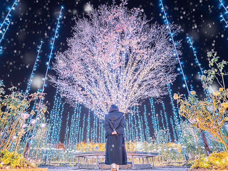 아시카가 플라워 파크 일루미네이션 빛의 꽃 정원 Flower Fantasy 2023-2024 포토 제닉 한 공간 연출