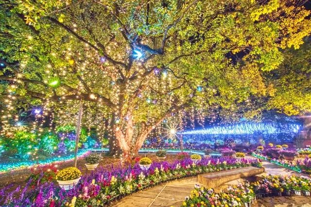 아시카가 플라워 파크 일루미네이션 빛의 꽃 정원 Flower Fantasy 2025-2026 빛과 꽃의 콜라보레이션
