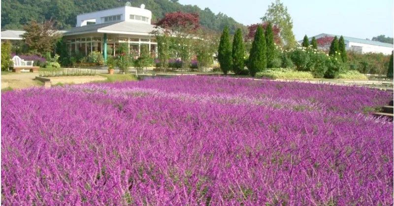What is the appeal of Ashikaga Flower Park? Information on admission fees and discounts!