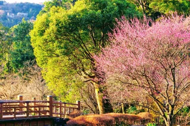 Atami Plum Garden