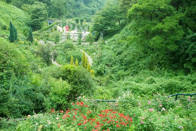 赤尾香草與玫瑰園