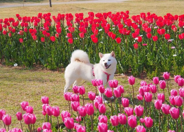 Enjoying with pets at Akashi Kaikyo National Government Park