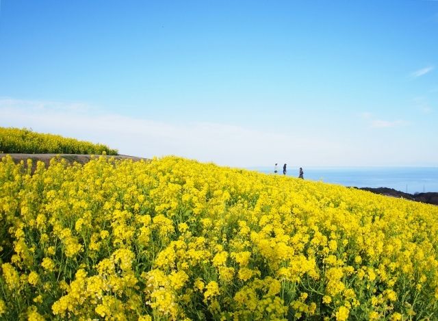 淡路島・あわじ花さじき