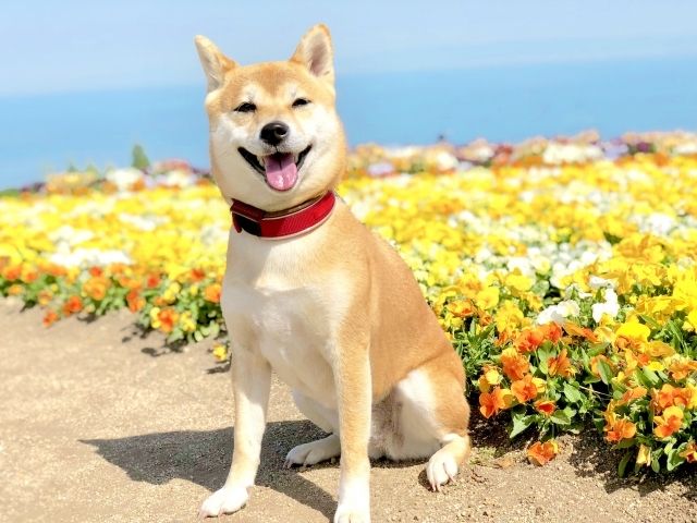 あわじ花さじきの花畑と柴犬