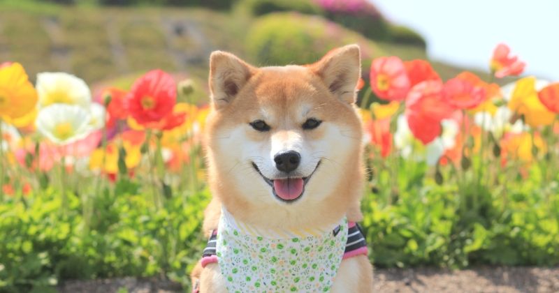 Images of Awaji Island Pet-Friendly Inns, Hotels, Cottages & Attractions