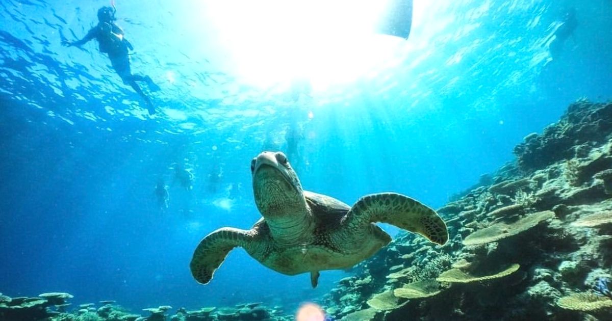 Swim with sea turtles at Barasu Island! Recommended activities