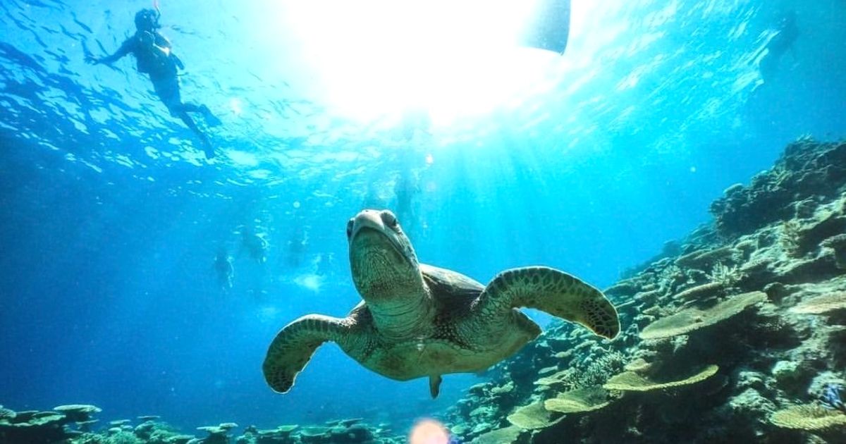 Swim with sea turtles at Barasu Island! Recommended activity introduction image