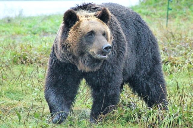 brown bear