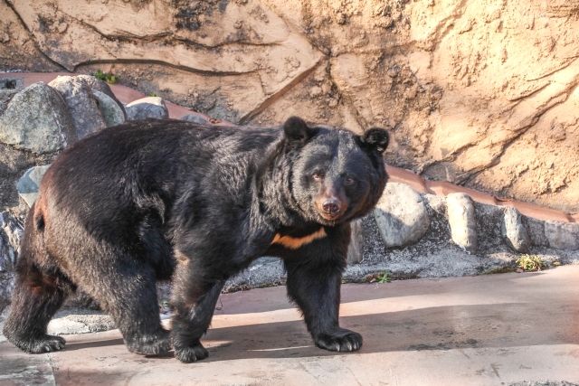 Asian black bear