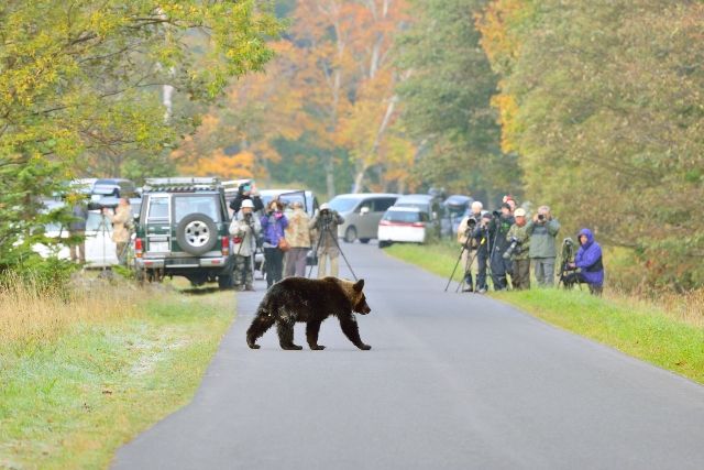 A bear appears in a human village