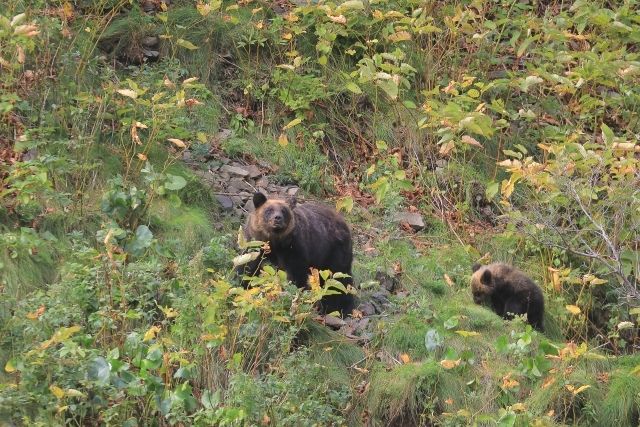 クマの親子