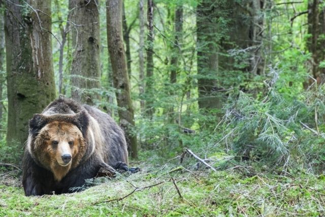 bear in nature