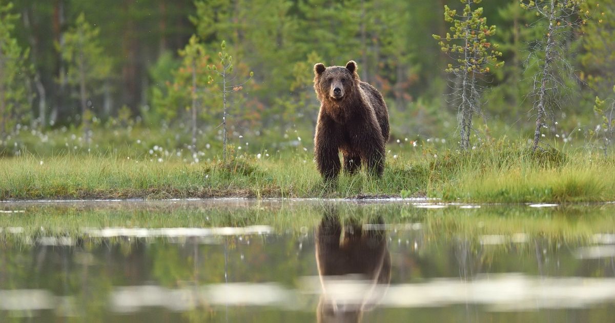 What should you not do if you encounter a bear? Images of precautions for mountain climbing, trekking, and camping