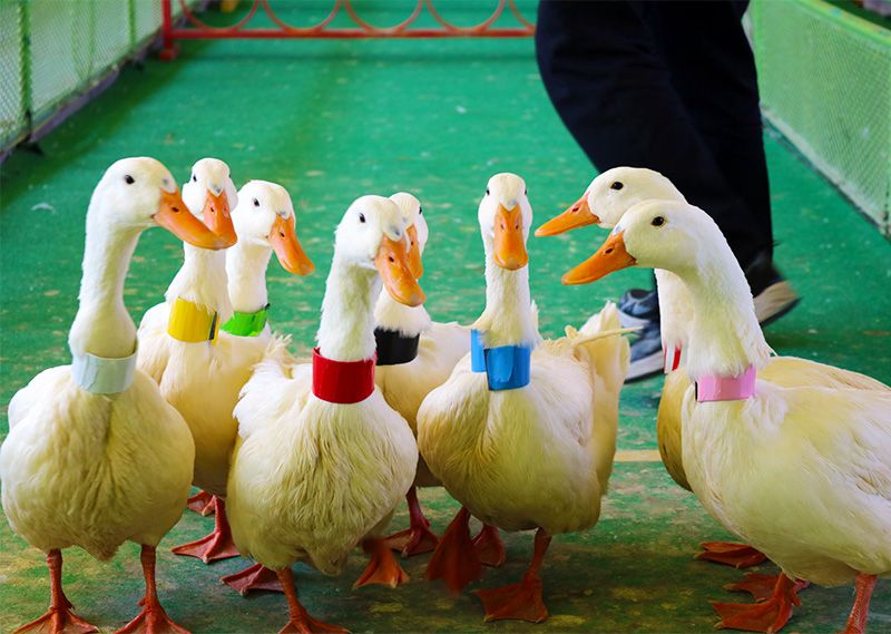 Beppu Rakutenchi Animal Corner Fureai Corner Duck Race Popular Program