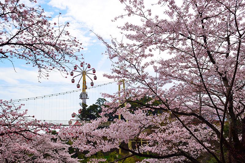 Beppu Onsen Sightseeing Girls' trip Couple Recommended Beppu Rakutenchi A long-established amusement park A famous cherry blossom viewing spot Approximately 3,000 cherry blossoms Double Ferris wheel Cherry blossom viewing Attraction