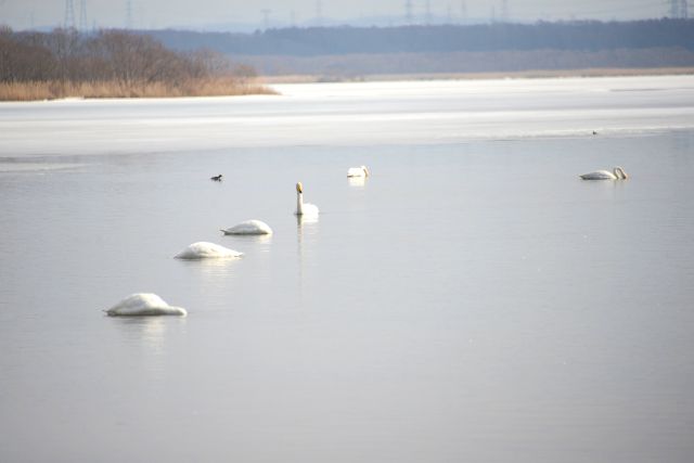 Bibi River in winter Whooper swan