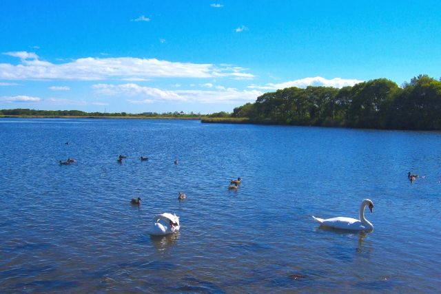 Hokkaido Lake Utonai Wild Birds