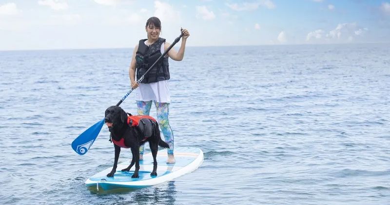 5 dog-friendly sightseeing spots around Lake Biwa & images of activities you can experience with your pet