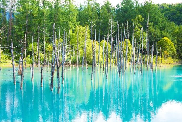 死ぬまでに行きたい場所 絶景 北海道・白金青い池