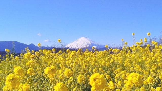 神奈川　吾妻山公園の菜の花と富士山