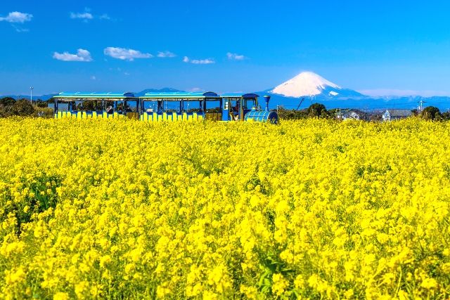 長井海の手公園ソレイユの丘の菜の花と富士山