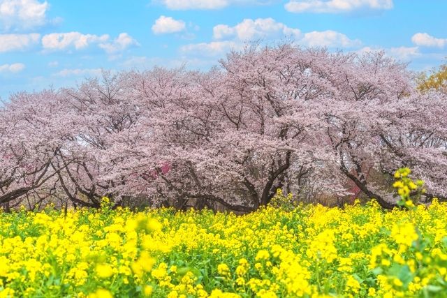 Cherry blossoms and rape blossoms at Showa Kinen National Park
