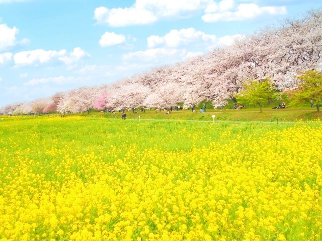 Rapeseed flowers and cherry blossoms at Gongendo Park