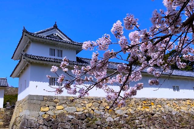 北近江・湖北の「国宝・彦根城」佐和口多聞櫓と桜