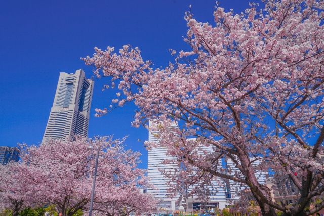 満開の桜と横浜みなとみらいの街並