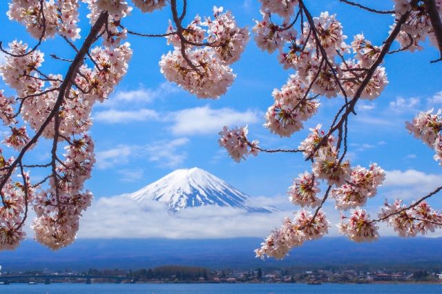 河口湖からみた富士山と満開の桜