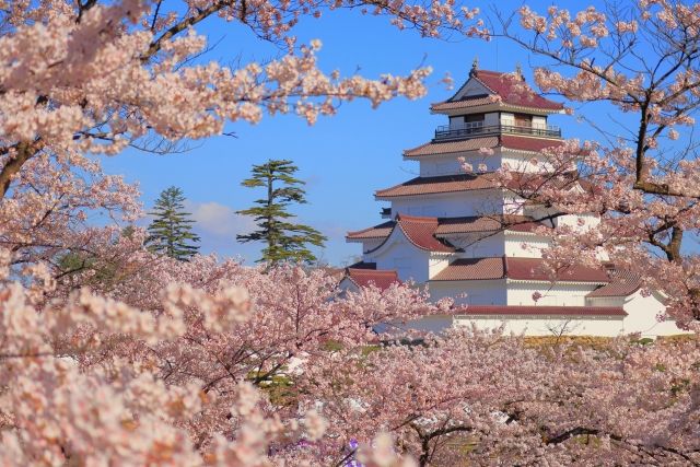 桜と鶴ヶ城（福島・会津若松）