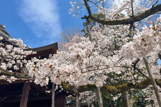 東京の靖国神社にある桜の標本木