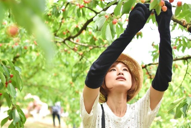 woman picking cherries