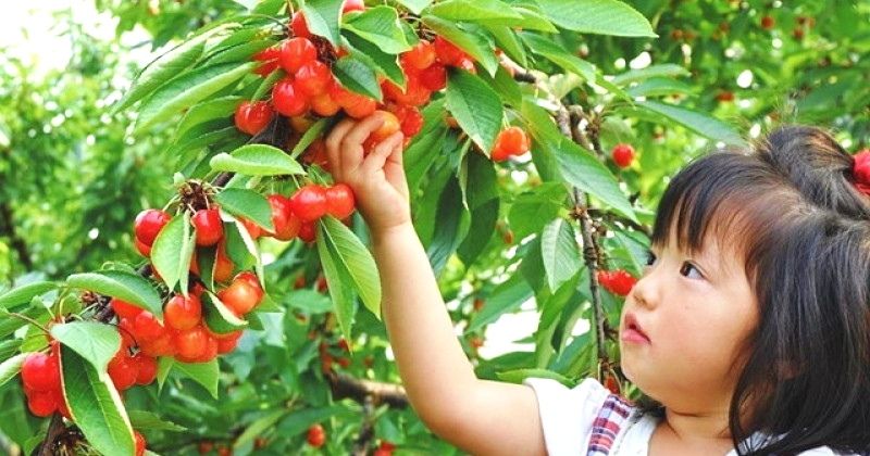 When is cherry picking season? Introducing recommended places and popular harvest experiences!