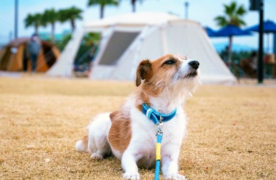 An important family member! Glamping with pets