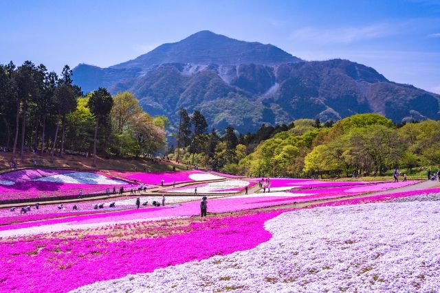 埼玉・秩父　観光スポット　羊山公園　芝桜