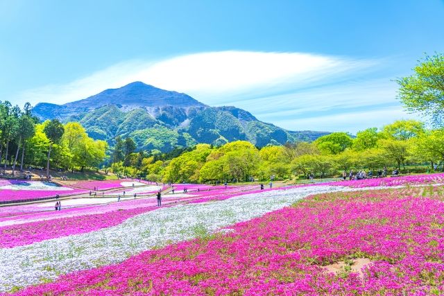 埼玉・秩父　春の羊山公園　芝桜