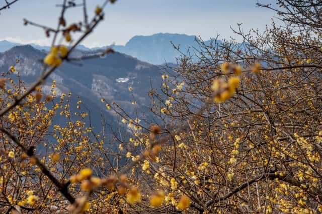 宝登山（宝登山神社・ロープウェイ）／長瀞