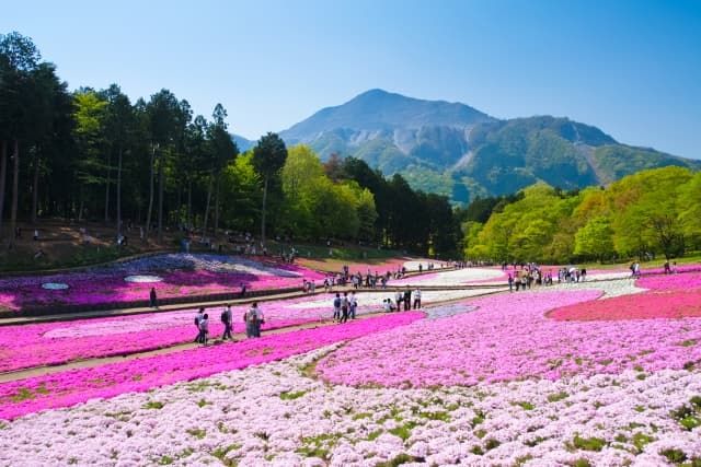 สวน Hitsujiyama (Shibazakura no Oka) / บริเวณสถานี Chichibu