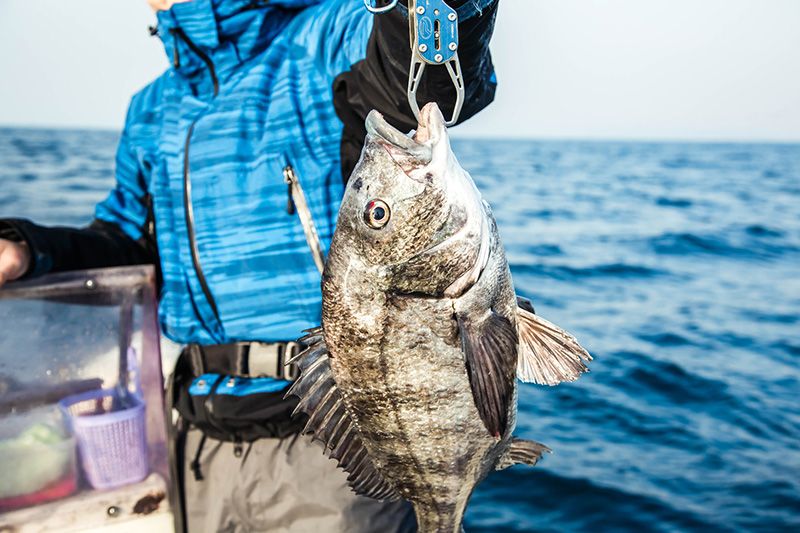 What is the best equipment and best time/season for black porgy fishing?