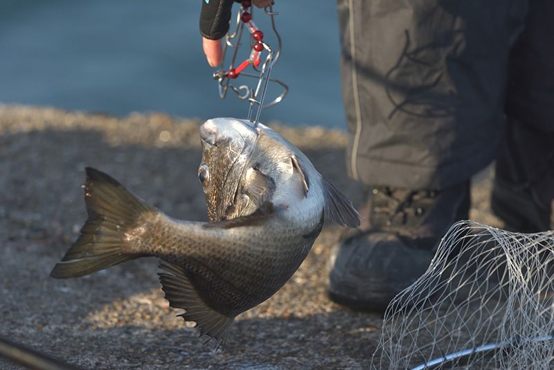 チヌ釣り（クロダイ釣り）最強の仕掛けと時期・ベストシーズンは？