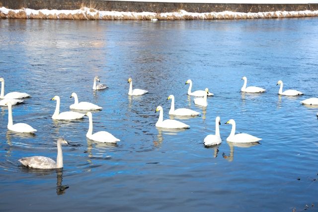 北海道　千歳川　ハクチョウ