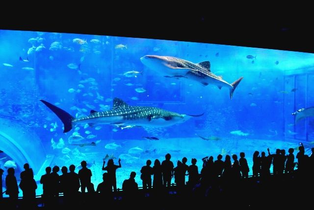 沖縄　観光スポット　美ら海水族館