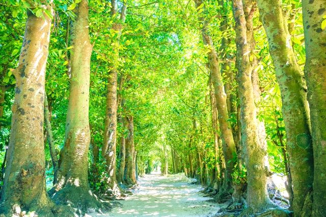 美ら海水族館周辺　観光スポット　備瀬のフクギ並木