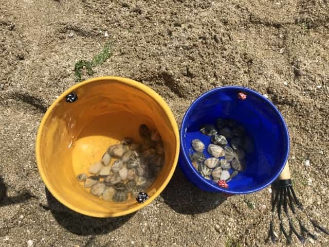 Tools and tools necessary for clamming experience