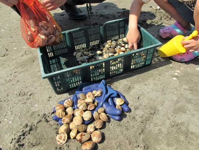 How to store shellfish caught in clamming?